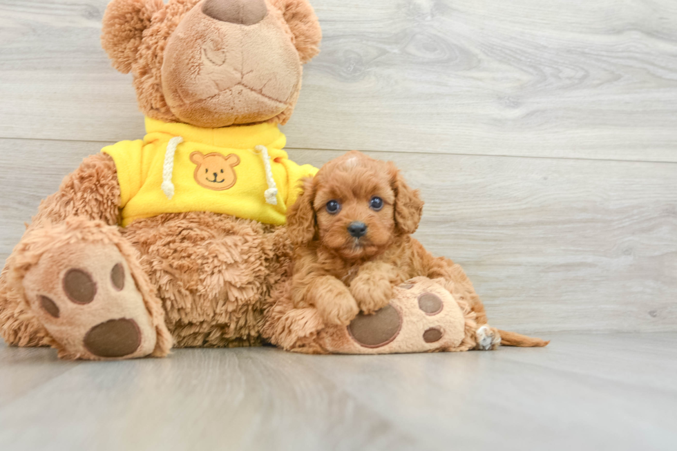 Fluffy Cavapoo Poodle Mix Pup