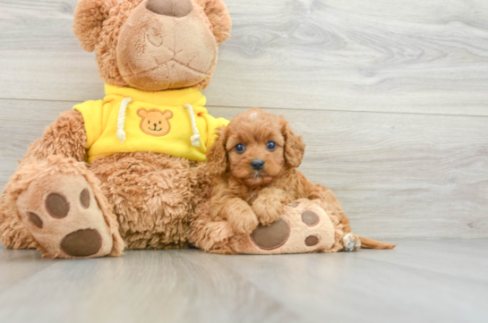 Fluffy Cavapoo Poodle Mix Pup