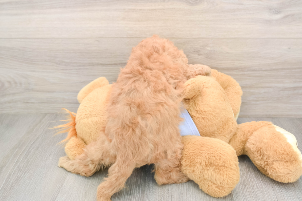 Cavapoo Puppy for Adoption