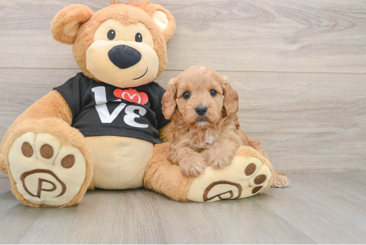 Little Cavipoo Poodle Mix Puppy