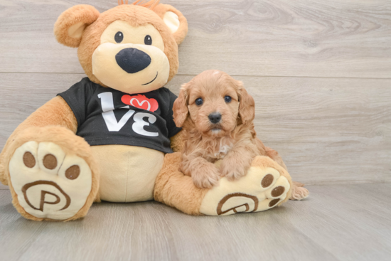 Little Cavipoo Poodle Mix Puppy