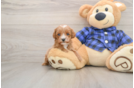 Cavapoo Pup Being Cute