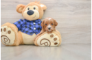 Best Cavapoo Baby