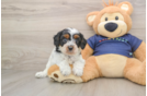 Sweet Cavapoo Baby