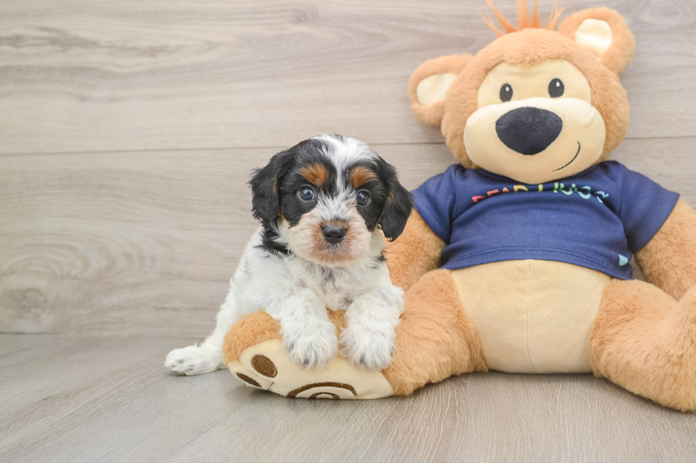 Sweet Cavapoo Baby