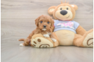 Small Cavapoo Baby