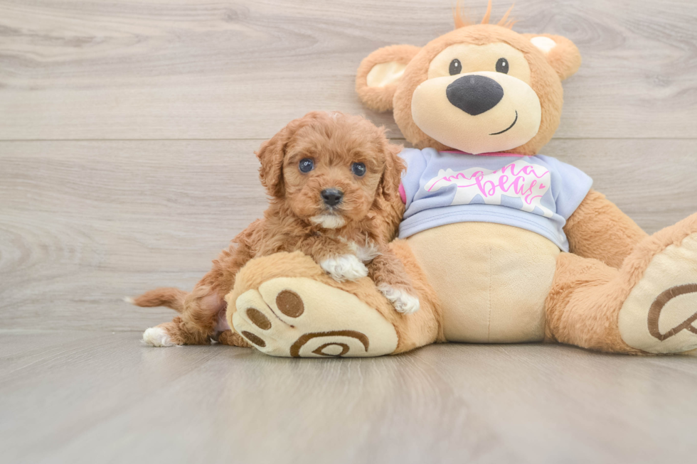 Small Cavapoo Baby