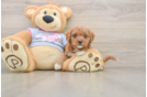 Cavapoo Puppy for Adoption