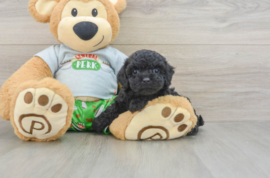Best Cavapoo Baby