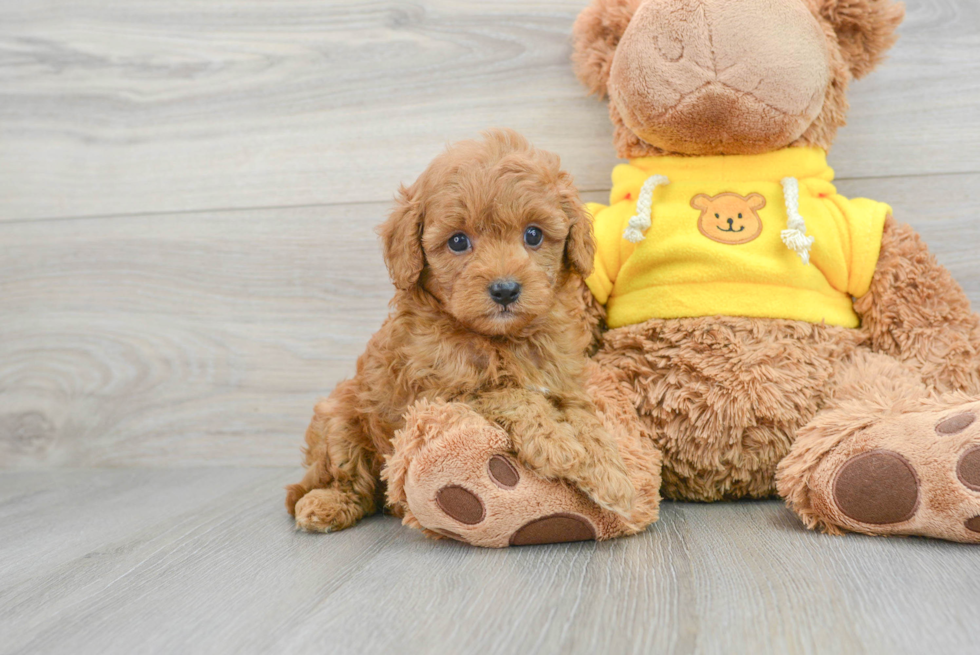 Sweet Cavapoo Baby