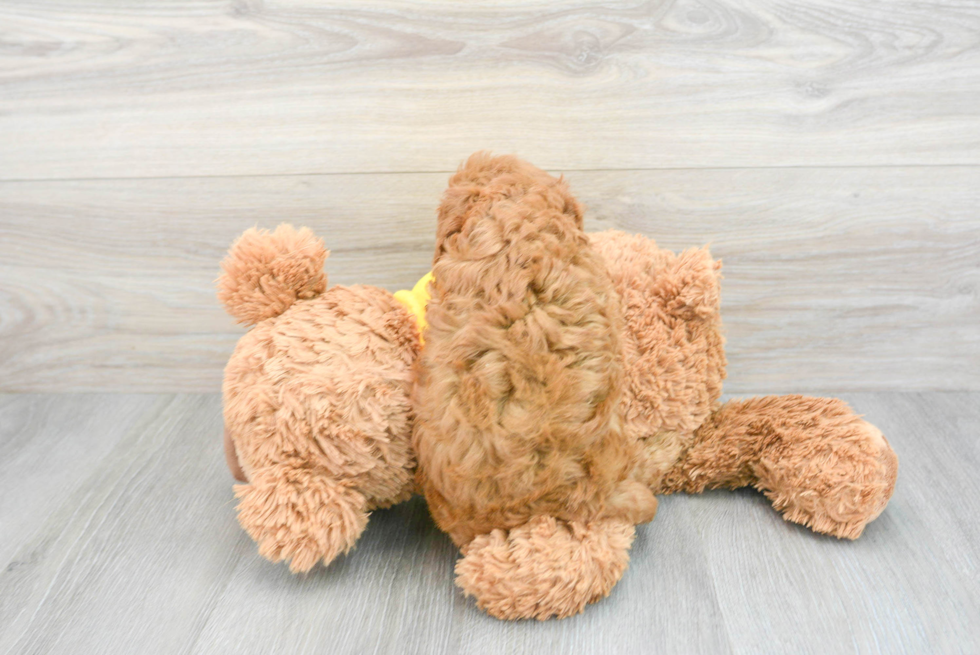Cavapoo Puppy for Adoption