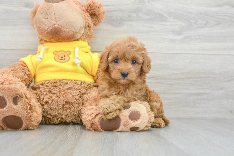 Sweet Cavapoo Baby