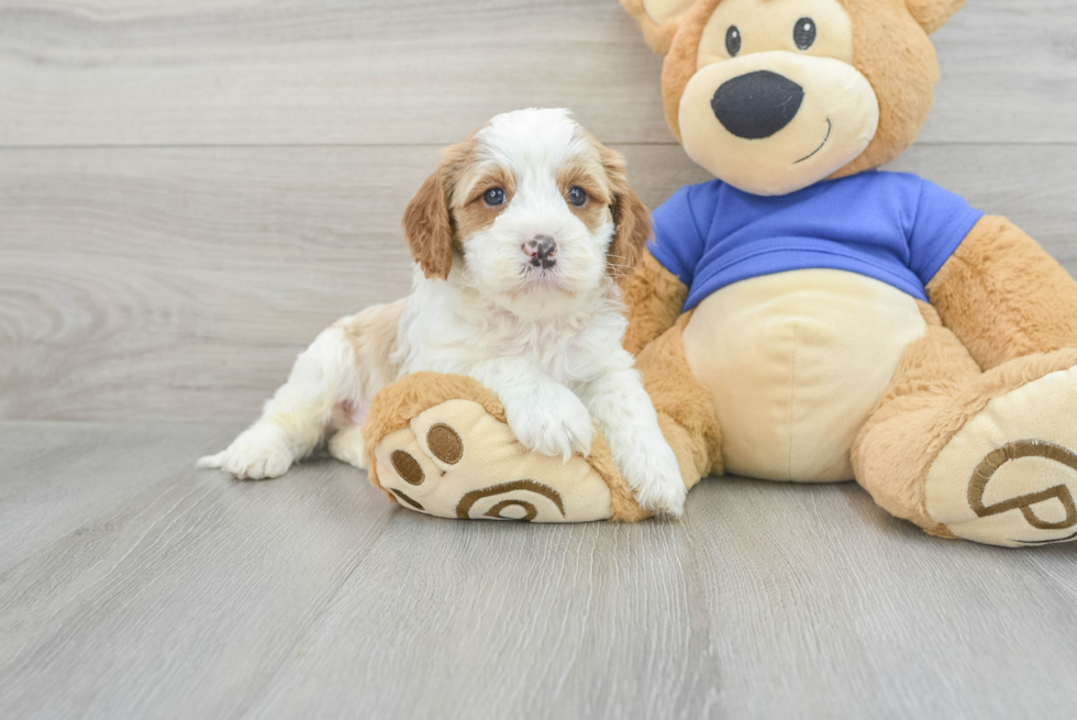 Best Cavapoo Baby
