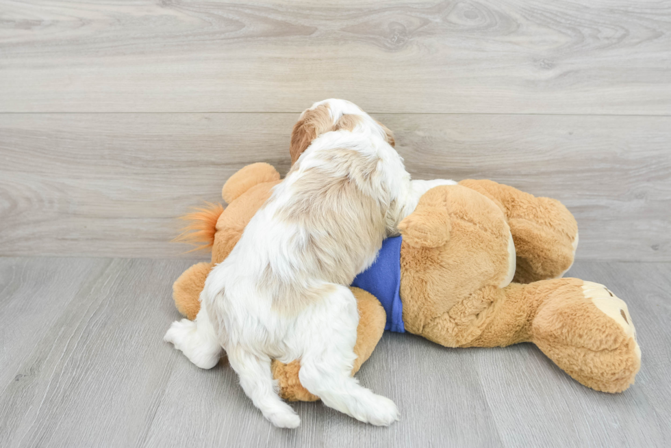 Popular Cavapoo Poodle Mix Pup