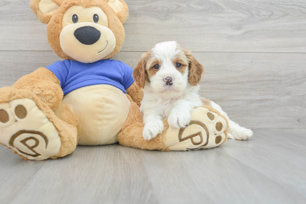 Best Cavapoo Baby