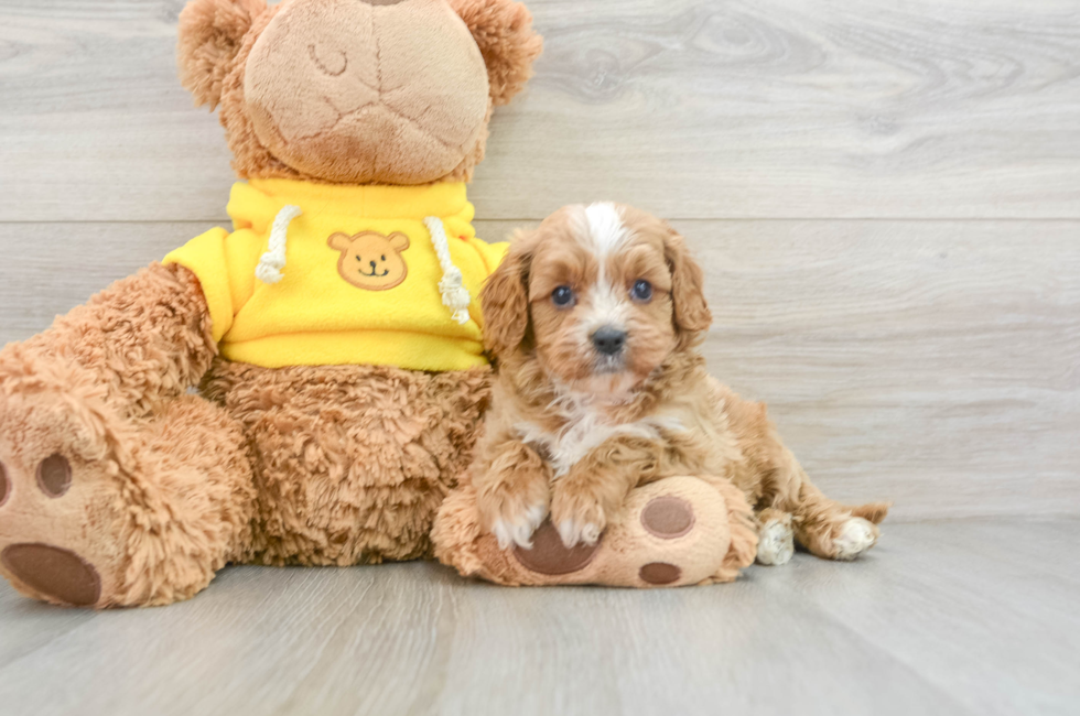 8 week old Cavapoo Puppy For Sale - Premier Pups