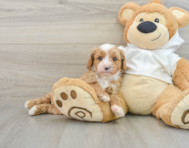 7 week old Cavapoo Puppy For Sale - Premier Pups