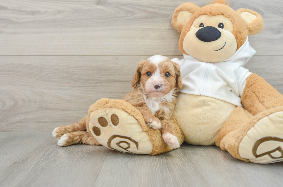 7 week old Cavapoo Puppy For Sale - Premier Pups