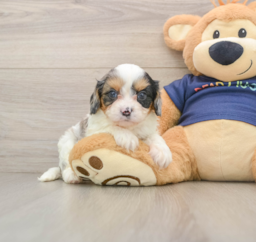 8 week old Cavapoo Puppy For Sale - Premier Pups