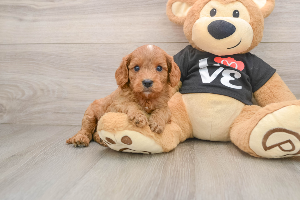 Playful Cavapoodle Poodle Mix Puppy