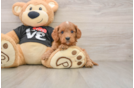 Cavapoo Puppy for Adoption