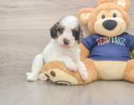 7 week old Cavapoo Puppy For Sale - Premier Pups