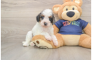 Hypoallergenic Cavadoodle Poodle Mix Puppy