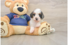 Best Cavapoo Baby