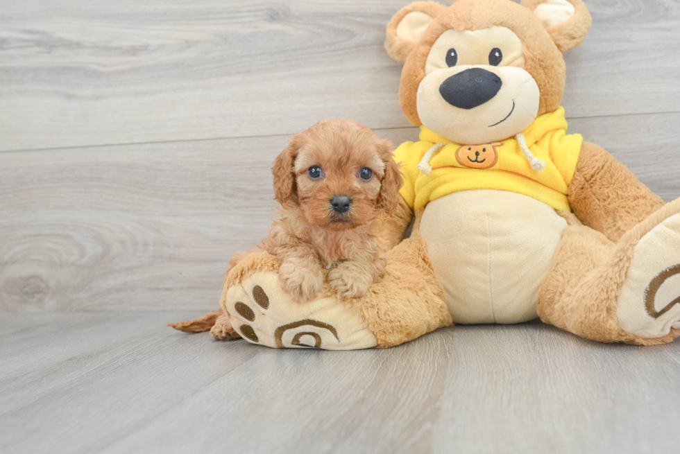 Little Cavoodle Poodle Mix Puppy