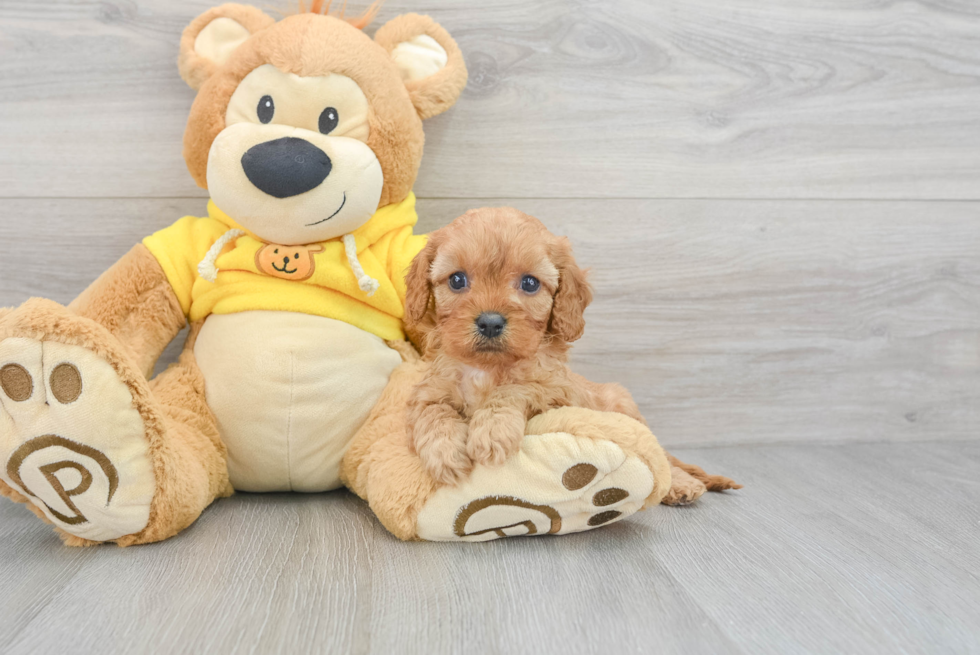 Cavapoo Pup Being Cute