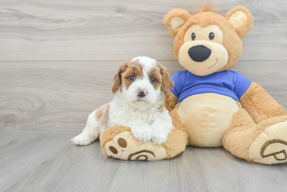 Popular Cavapoo Poodle Mix Pup