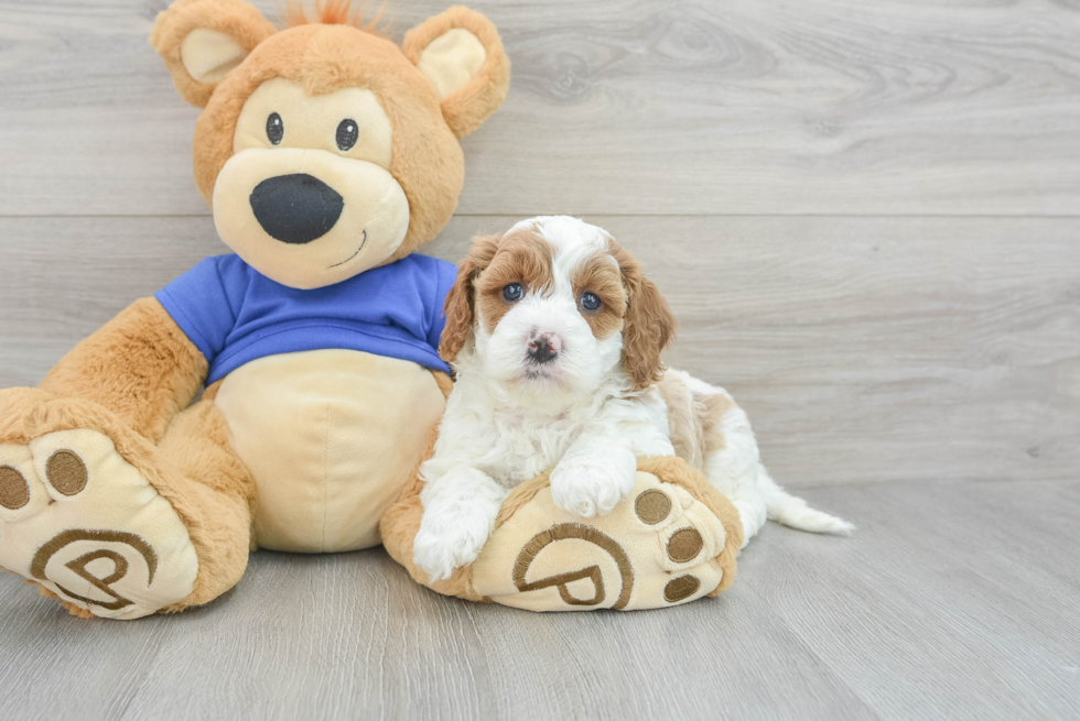 Cavapoo Pup Being Cute