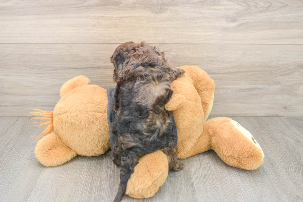 Hypoallergenic Cavadoodle Poodle Mix Puppy