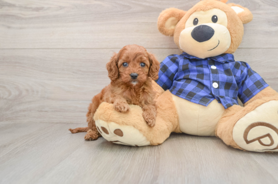 Popular Cavapoo Poodle Mix Pup