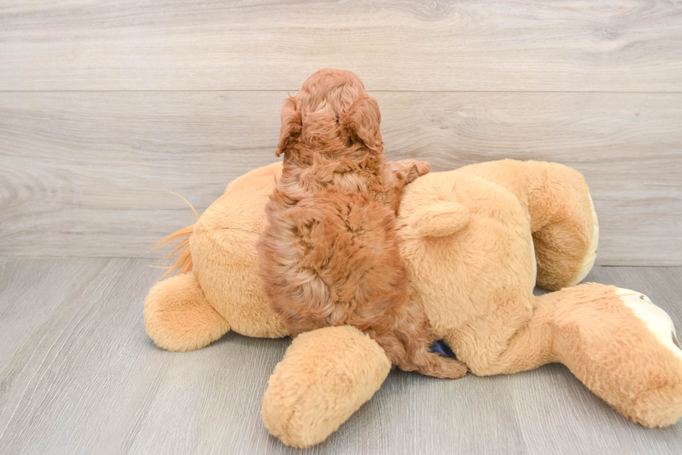 Cavapoo Puppy for Adoption