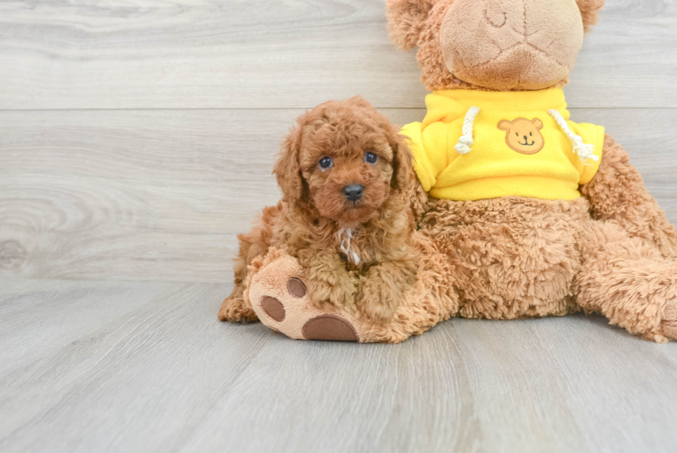 Cute Cavapoo Baby