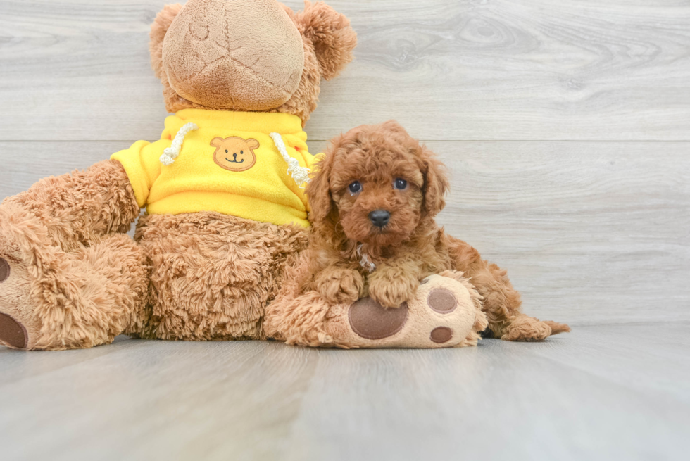 Adorable Cavoodle Poodle Mix Puppy