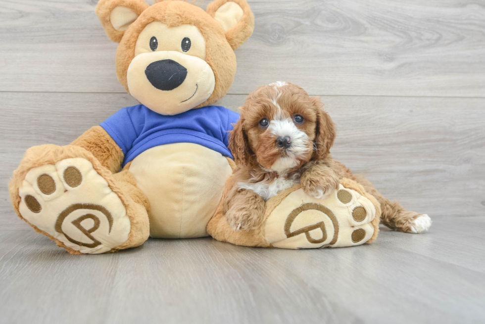 Cavapoo Puppy for Adoption