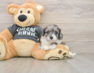 7 week old Cavapoo Puppy For Sale - Premier Pups
