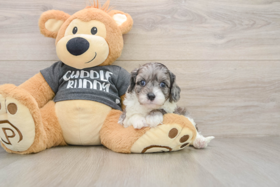 Funny Cavapoo Poodle Mix Pup
