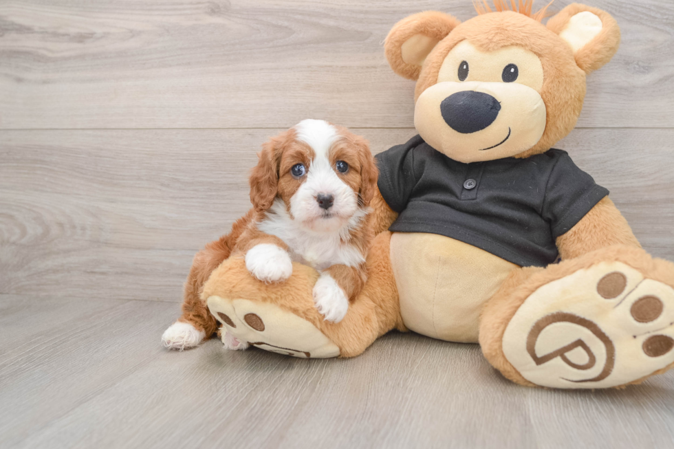 Cavapoo Pup Being Cute