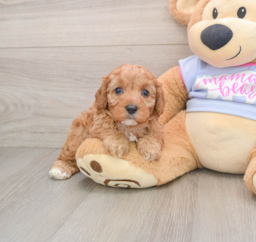 7 week old Cavapoo Puppy For Sale - Premier Pups