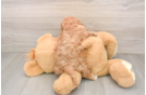 Fluffy Cavapoo Poodle Mix Pup