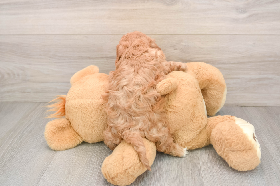 Fluffy Cavapoo Poodle Mix Pup