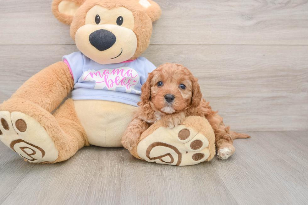 Little Cavipoo Poodle Mix Puppy