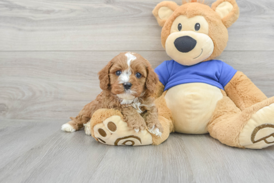 Funny Cavapoo Poodle Mix Pup