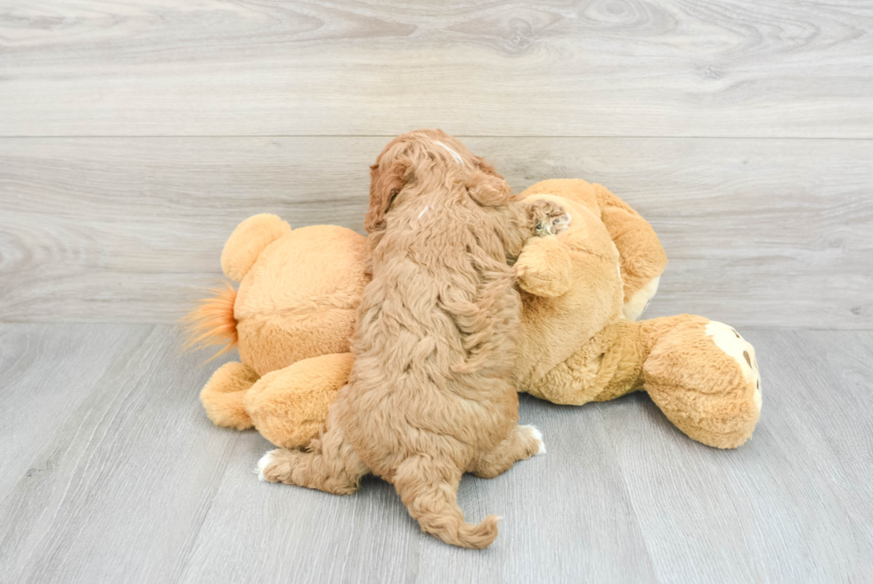 Happy Cavapoo Baby