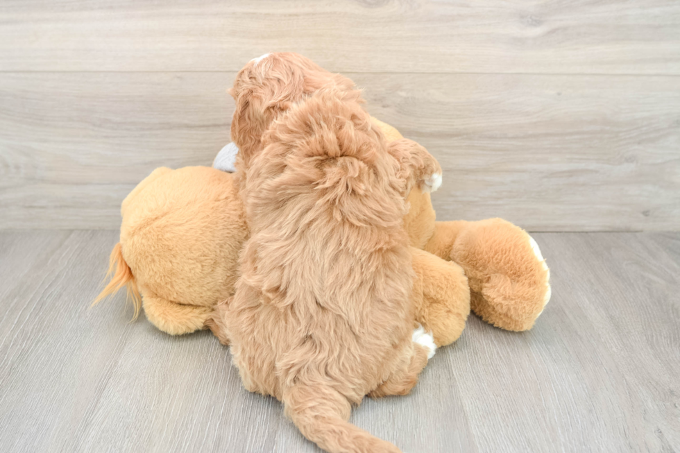 Cavapoo Puppy for Adoption