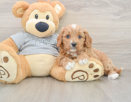 8 week old Cavapoo Puppy For Sale - Premier Pups