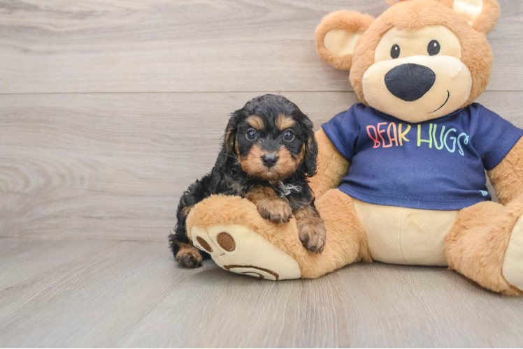 Cavapoo Pup Being Cute